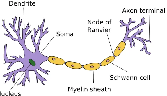 Figure 2.2:Diagram of a neuron with a myelinated axon (adapted from wikipedia).