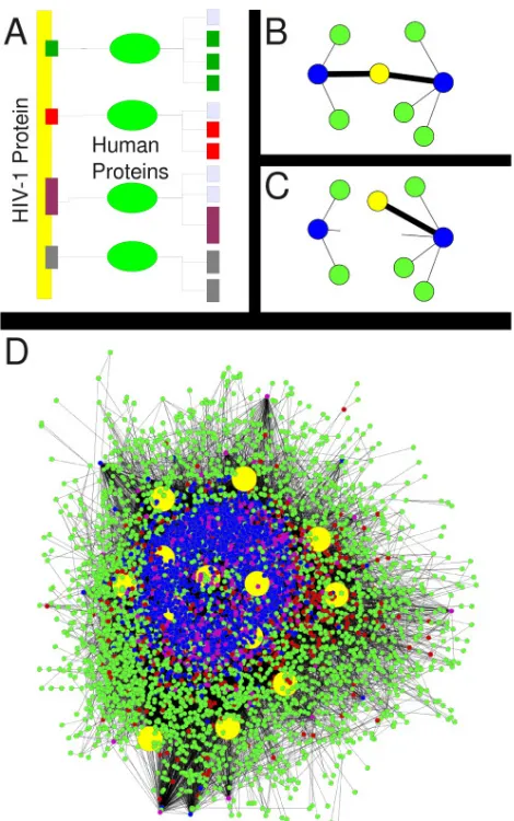 Figure 2.1: (A) The scheme for predicting HIV-human interactions. Rectangular blocksrepresent peptide motifs and ellipses represent the domains that interact with them