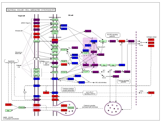 Figure 2.5: HIV TAT natural killer cell mediated cytotoxicity. The KEGG natural killercell mediated cytotoxicity pathway is colored for predicted TAT-human interactions (blue)and validated TAT-human interactions (red), and their overlap (purple)