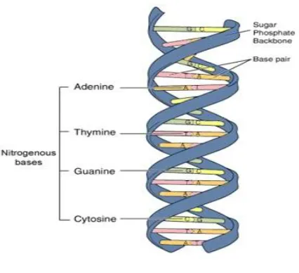 Fig 1: The Structure of the DNA 