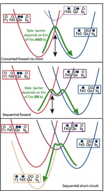 Figure 1.5: Electron transfer reaction energy surfaces for Qo site operation by concerted and sequential mechanisms