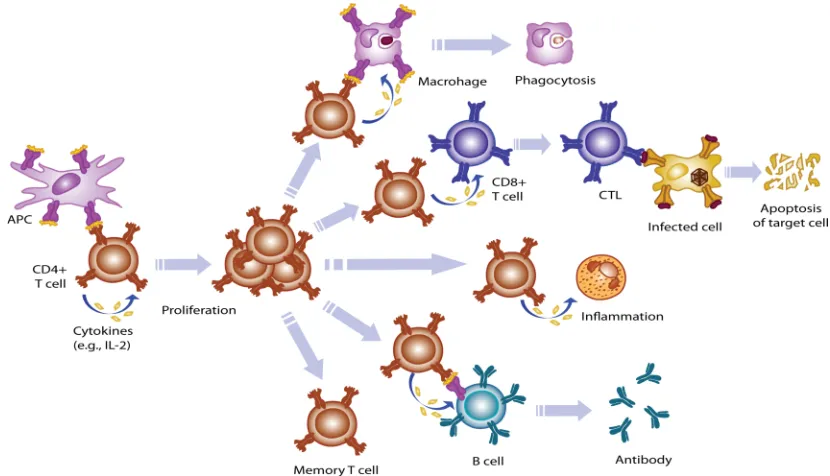 Figure 1-1 Proliferation and function of CD4+ T cells.  CD4+ T cells are activated by antigenic peptide presented by professional APCs and driven to the clonal expansion by cytokines (e.g