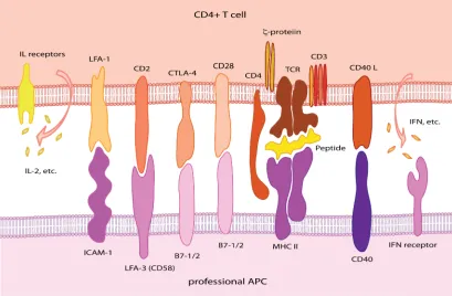 Figure 1-2 Signaling pathways between CD4+ T cell and APCs. 