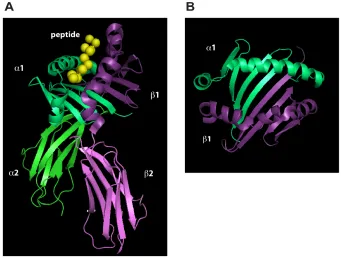 Figure 1-3 Three-dimensional structure of human leukocyte antigen-DR1 in complex with FLU peptide54