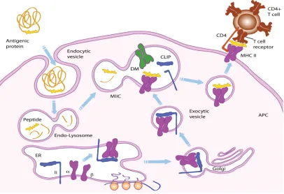 Figure 1-4 Peptide processing in APC via MHC-II maturation pathway. 