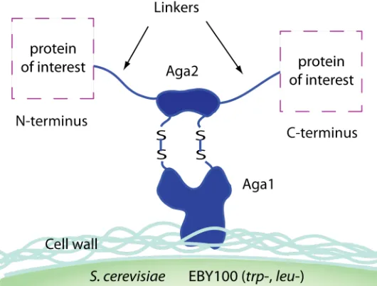 Figure 1-5 Classical yeast surface display of target protein.  Protein of interest can be covalently linked to either N-terminus or C-terminus of Aga2p, which serves as the anchor for surface-displaying protein of interest