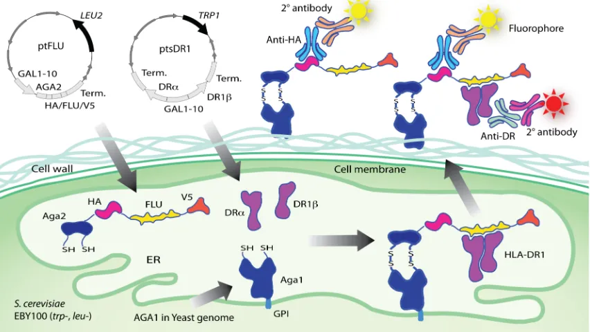 Figure 2-1 Design of the yeast co-display system for HLA-DR1.  Two plasmids direct the expression of MHC-II ectodomain heterodimer and a peptide respectively in Saccharomyces cerevisiae yeast stain EBY100 (URA+, trp-, leu-)