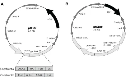 Figure 2-6 Map of yeast shuttle vectors for yeast co-display.  A. A LEU2 nutrient marker bearing plasmid is constructed for displaying peptide fusion covalently linked to Aga2p either at its C-terminus (Construct a in plasmid ptFLU) or at the N-terminus (C