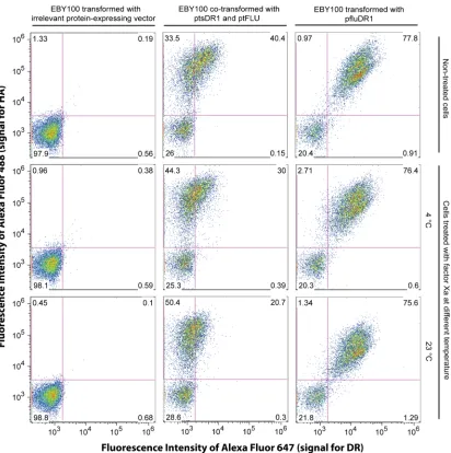 Figure 2-12 Effect of Factor Xa protease on surface display of FLU/HLA-DR1.  Yeast expressing an irrelevant soluble protein (left column), co-displaying Aga2p-FLU and FLU-anchored soluble HLA-DR1 (middle column) or displaying FLU-linked HLA-DR1 by classica