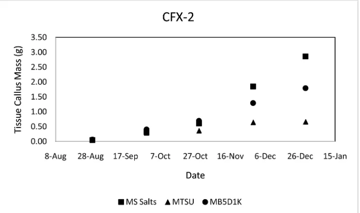 Figure 3. Joey callus mass for MS salts, MTSU, and MB5D1K media from initial plating on August 26th to final weight on December 26th