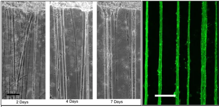 Figure 2.2:  Left – The stretch growth of cortical axon tracts as seen at 2, 4 and 7 days