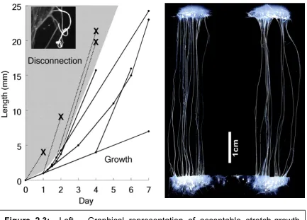 Figure 2.3:  Left – Graphical representation of acceptable stretch-growth 