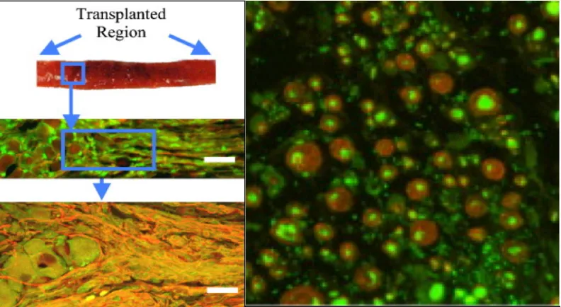 Figure 2.5:  Left – Transplanted stretch-grown axonal construct used in the repair of a PNS lesion