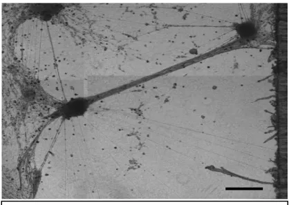 Figure 3.1:  Stretch-growth of axons spanning two DRG explants plated on a 1.25% agarose hydrogel base layer