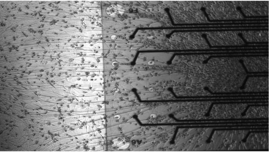 Figure 3.2:  Axons spanning the interface of a polyimide electrode array and the 1,25% wt/vol agarose hydrogel base layer