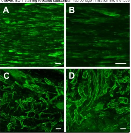 Figure 3.3:  Confocal reconstructions of the regenerating sciatic nerve (GFP+) within the transplanted construct