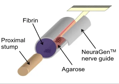 Figure 3.5:  Schematic representing final construct encapsulation design.  The stretch-grown axons, pre-attached to a polyimide electrode array, are encapsulated in 1.25% agarose hydrogel and inserted into a NeuragenTM nerve guide