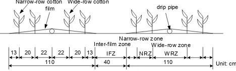 Fig. 2. One pipe, one ﬁlm, and four rows of cotton arrangement.