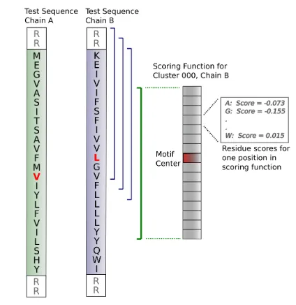 Figure 2.11: Sequence scoring scheme. Each dimer consists of two sequences, labeled”Chain A” and ”Chain B”