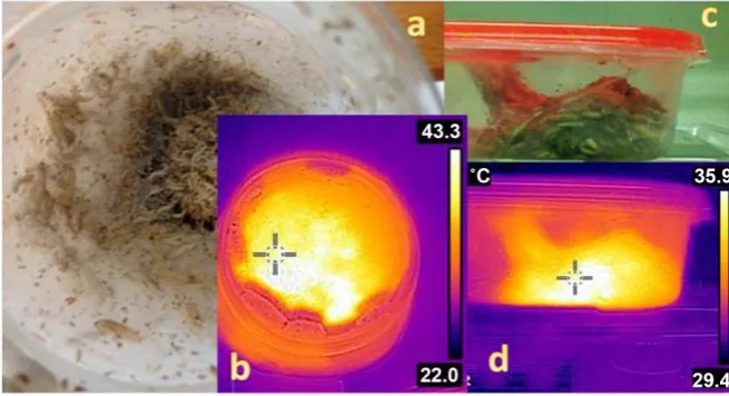 Figure 4. Wax Moth Thermogenesis in Rearing Containers. val colony is typical of how the larvae spin webbing as scaffolding leading to the top of the container)
