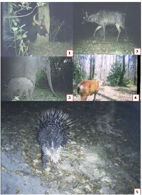 Fig. 2. Prey base diversity as per food habits of Tiger in Periyar Tiger Reserve   