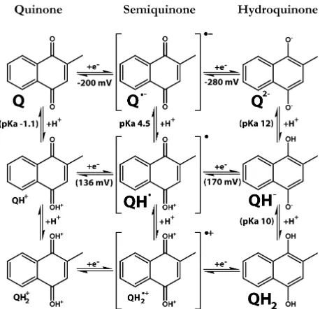 Figure 1.3. 
   The nine redox states of quinones shown with 2-methyl-1,4-naphthoquinone’s redox couples.2 Values in parentheses are educated guesses or calculated from educated guesses