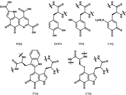 Figure 2.1. Naturally occurring quinone cofactors derived from amino acids. PQQ, pyrroloquinoline quinone; TPQ, topaquinone; LTQ, lysine tyrosylquinone; TTQ, tryptophan tryptophylquinone; CTQ, cysteine tryptophylquinone