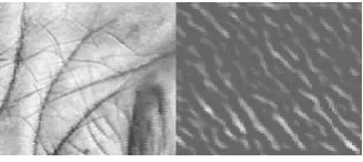 Figure 9. Preprocessed pal m print and extracted palm print features 