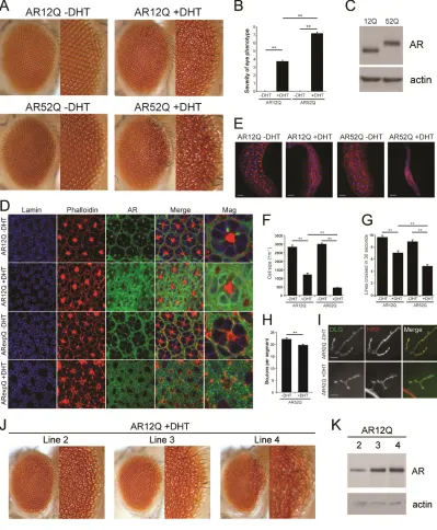 Figure 2.1. Expression of polyglutamine-expanded AR in Drosophila results in toxicity