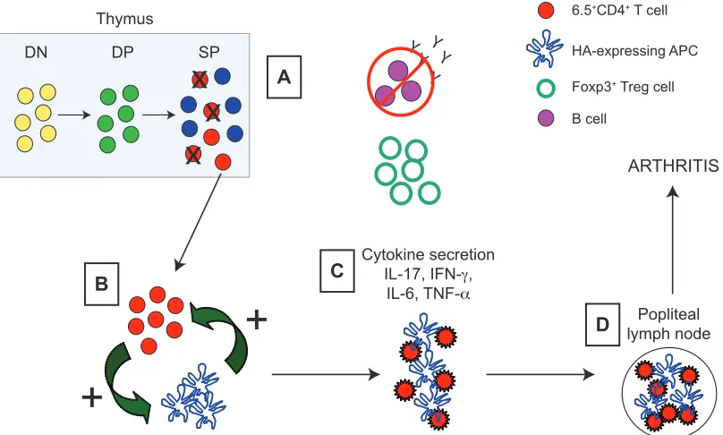 Figure 3-1 Key steps in the development of spontaneous inflammatory arthritis in TS1xHACII mice