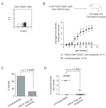 Figure 3-6 The adoptive transfer of CD4+CD25+ cells from HACII mice can prevent arthritis development in TS1xHACII mice (A) Dot plots show 6.5 and Foxp3 staining of CD4+CD25+ LN cells from HACII mice