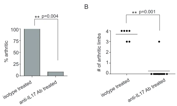 Figure 3-10 IL-17 is critical for the development of arthritis in TS1xHACII mice (A) Arthritis incidence in 14 week old TS1xHACII mice that were treated with anti-IL17 antibody (n=12) or an isotype control antibody (n=6)