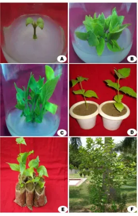 Figure 1. The evaluation of morphogenetic potential of shoot culture obtained from shoot tip explants of  medium supplemented with 1.0 mg/l BAP in combination with various concentrations of different plant growth regulators after 42 days   N