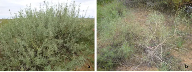 Fig. 9. Row of poplar (Populus simonii) trees (a) and willow (Salix matsudanaNew Figure 9 ) trees (b) as wind-breaking barrier, pictures taken in May 2010