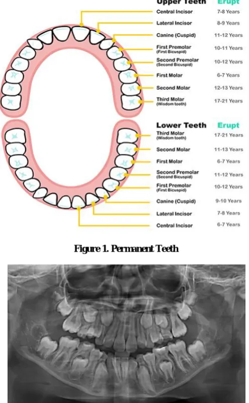 Figure 1. Permanent Teeth