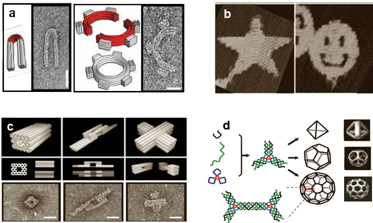 Figure 1.4:  engineered nanoshapes (curvature (DNA-assembled structures.  In 2-dimension (2D), DNA-assembly controls  a) [25] and DNA-origami (b) [90]