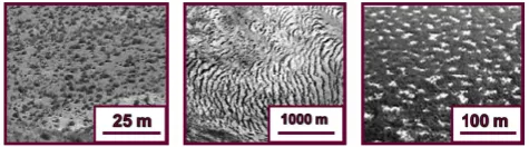 Fig. 1. Vegetation patterns typical shapes and dimensions (editedfrom D’Odorico et al., 2006).