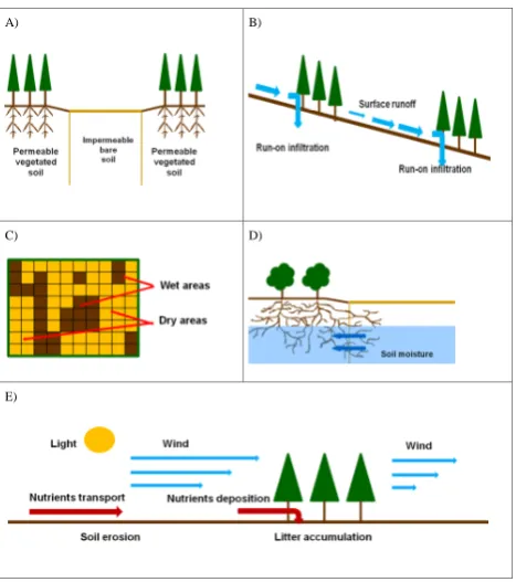 Fig. 3. Qualitative schematization of the interactions between soil,moisture on soil reﬂectance.ity.(E)climate and vegetation