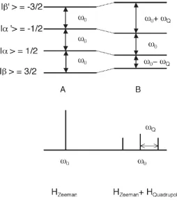 Figure 1-6. A diagram of sodium spin-3/2 nuclear energy states’ Zeeman splitting pattern with nuclear quadrupole interaction averaged to zero (A) and with non-zero nuclear quadrupole interaction (B)