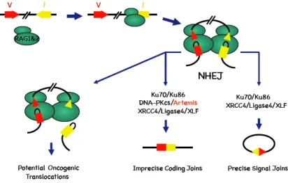 Figure 2. Model for the chromosomal V(D)J recombination reaction. RAG1/2 