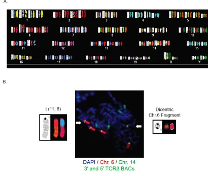 Figure 11. OP9-DL1 feeder cell metaphases can be separated from lymphocyte 