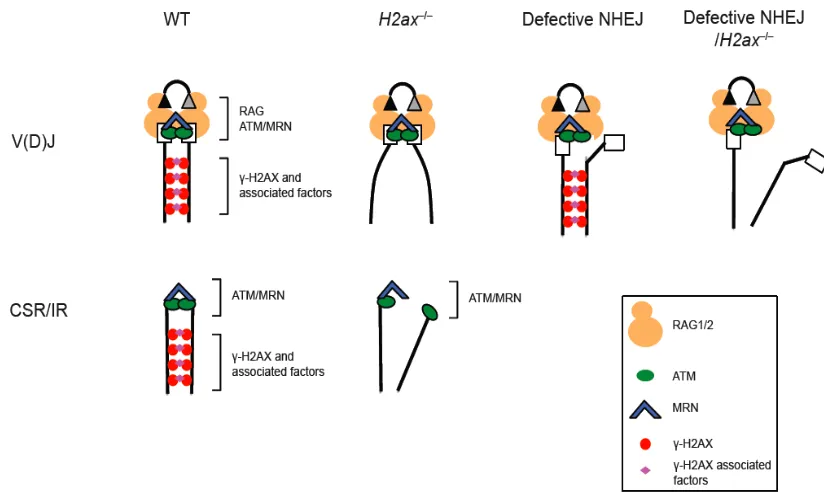 Figure 13. Models of H2AX function during end-joining repair of chromosomal 