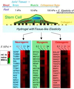 Figure 1: Cells can ‘feel’ the physical properties of their microenvironment. In one recent example with mesenchymal stem cells, 