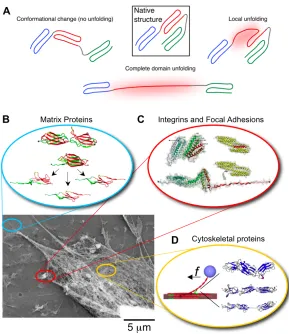 Figure 2: (A)  When force is applied to proteins their native structure can be perturbed