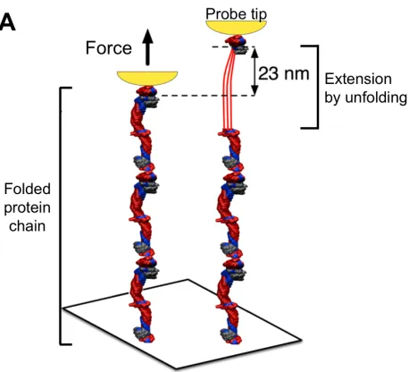 Figure 3: Nano-tools for protein folding and funnels. (A) Proteins can be extended and unfolded by force using a probe (shown in 
