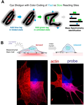 Figure 4: (A) Cysteines are either buried within a protein fold or interaction site, or else they are exposed on the protein surface