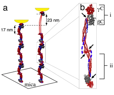 Figure 1: (a) Schematic of the pulling geometry.  Fibrinogen oligomers adsorbed on mica were extended by the AFM tip shown in 