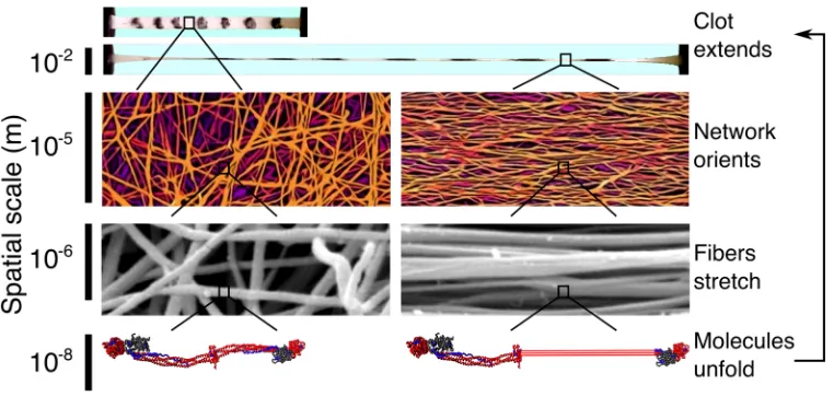 Figure 1: Blood clots are highly extensible supramolecular protein polymers formed from well-separated, relatively straight and stiff 