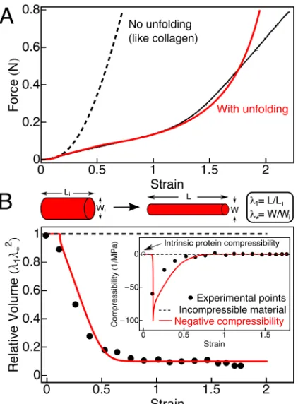 Figure 2: (A) Representative force-extension curve of a cylindrical fibrin clot reaching a 3-fold longitudinal stretch