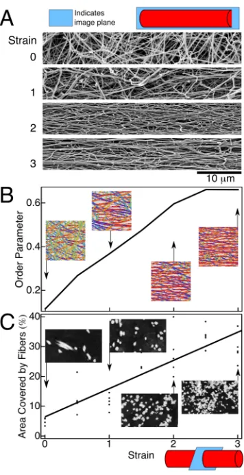 Figure 3: Structural changes in stretched fibrin clots at the network and fiber levels
